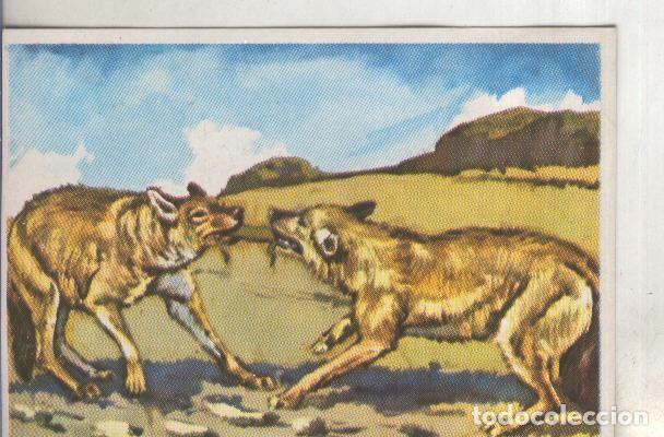 Collectionnisme sportif: Cromos: Historia Natural numero 094 - Varios