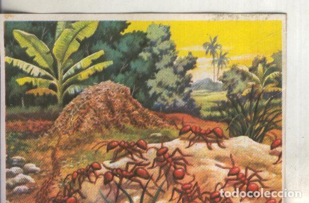 Collectionnisme sportif: Cromos: Historia Natural numero 092 - Varios