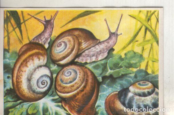 Collectionnisme sportif: Cromos: Historia Natural numero 105 - Varios