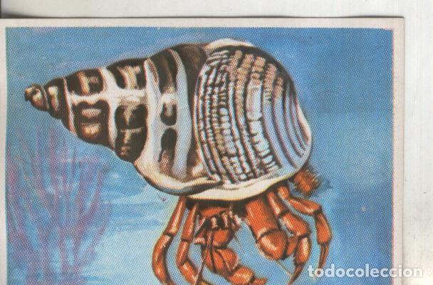 Collectionnisme sportif: Cromos: Historia Natural numero 106 - Varios