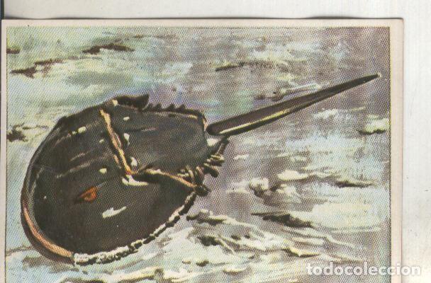 Collectionnisme sportif: Cromos: Historia Natural numero 110 - Varios