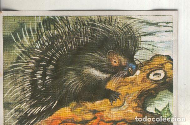 Collectionnisme sportif: Cromos: Historia Natural numero 118 - Varios