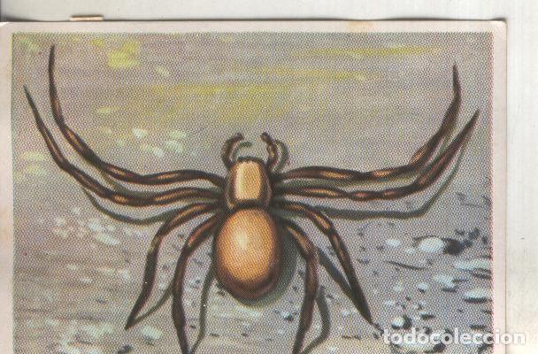 Collectionnisme sportif: Cromos: Historia Natural numero 133 - Varios