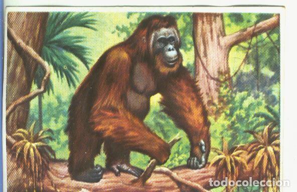 Collectionnisme sportif: Cromos: Historia Natural numero 123 - Varios