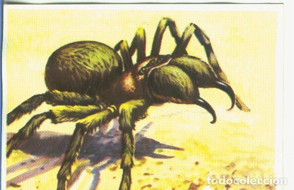 Collectionnisme sportif: Cromos: Historia Natural numero 144 - Varios