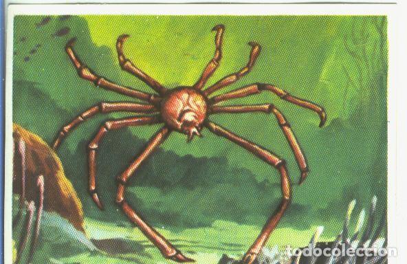 Collectionnisme sportif: Cromos: Historia Natural numero 137 - Varios