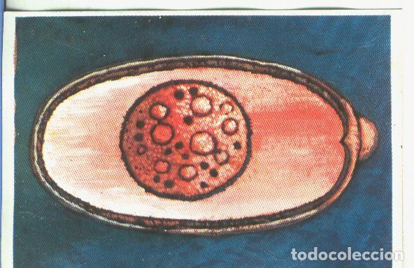 Sports collectibles: Cromos: Historia Natural numero 146 - Varios