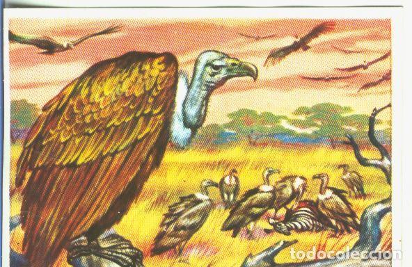 Collectionnisme sportif: Cromos: Historia Natural numero 156 - Varios