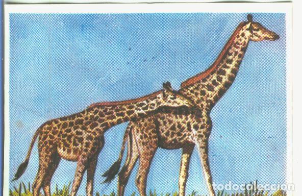 Collectionnisme sportif: Cromos: Historia Natural numero 170 - Varios