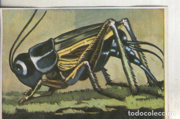 Sports collectibles: Cromos: Historia Natural numero 205 - Varios