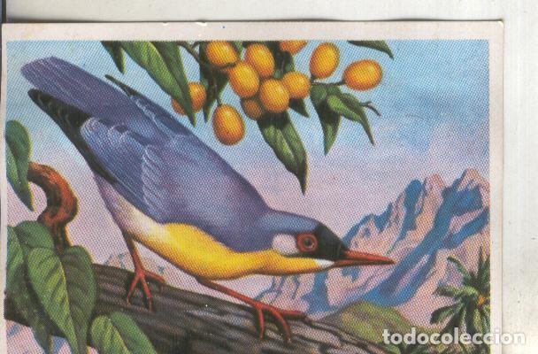 Collezionismo sportivo: Cromos: Historia Natural numero 215 - Varios