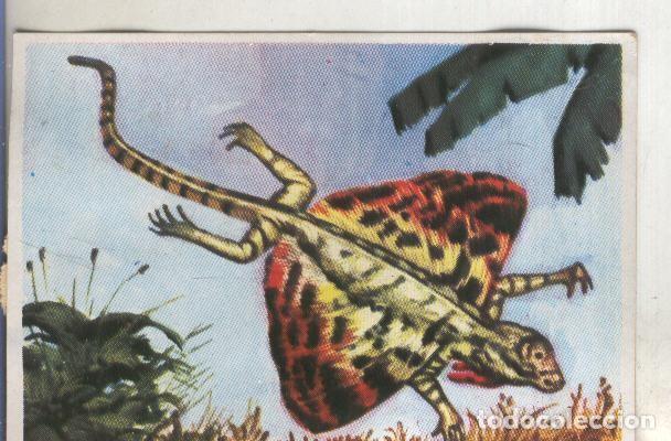 Collezionismo sportivo: Cromos: Historia Natural numero 242 - Varios