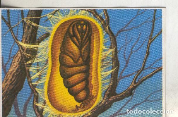 Collezionismo sportivo: Cromos: Historia Natural numero 269 - Varios