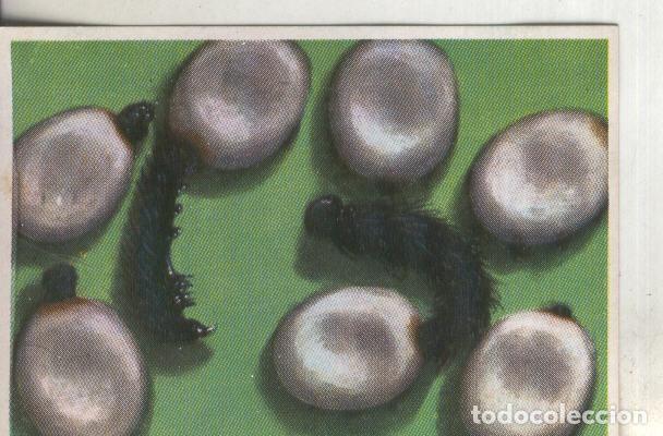Collezionismo sportivo: Cromos: Historia Natural numero 265 - Varios