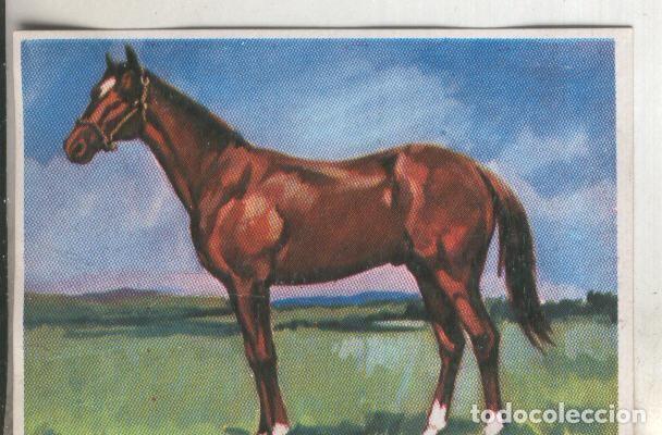 Sammelleidenschaft Sport: Cromos: Historia Natural numero 289 - Varios