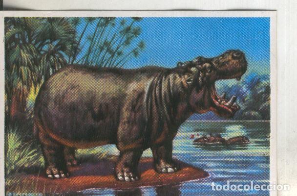 Collezionismo sportivo: Cromos: Historia Natural numero 305 - Varios