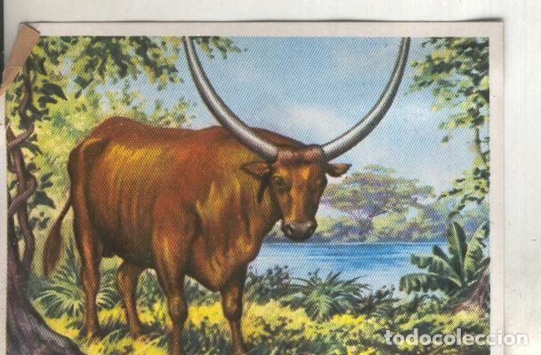 Colecionismo desportivo: Cromos: Historia Natural numero 309 - Varios