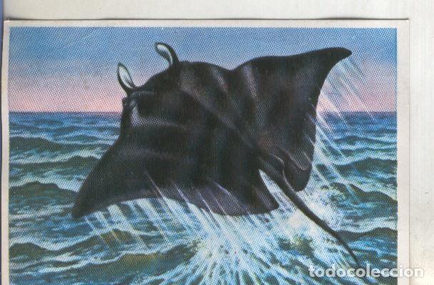 Collectionnisme sportif: Cromos: Historia Natural numero 311 - Varios