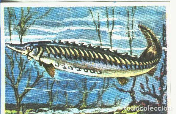 Collectionnisme sportif: Cromos: Historia Natural numero 352 - Varios