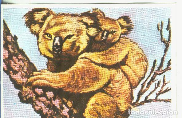 Collectionnisme sportif: Cromos: Historia Natural numero 363 - Varios