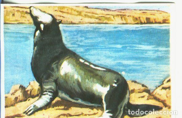 Coleccionismo deportivo: Cromos: Historia Natural numero 370 - Varios