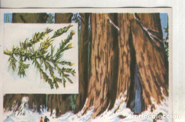 Collectionnisme sportif: Cromos: Historia Natural numero 384 - Varios