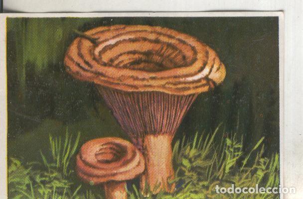 Collezionismo sportivo: Cromos: Historia Natural numero 433 - Varios