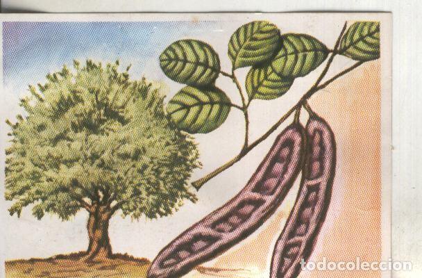 Sports collectibles: Cromos: Historia Natural numero 430 - Varios