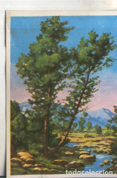 Colecionismo desportivo: Cromos: Historia Natural numero 453 - Varios