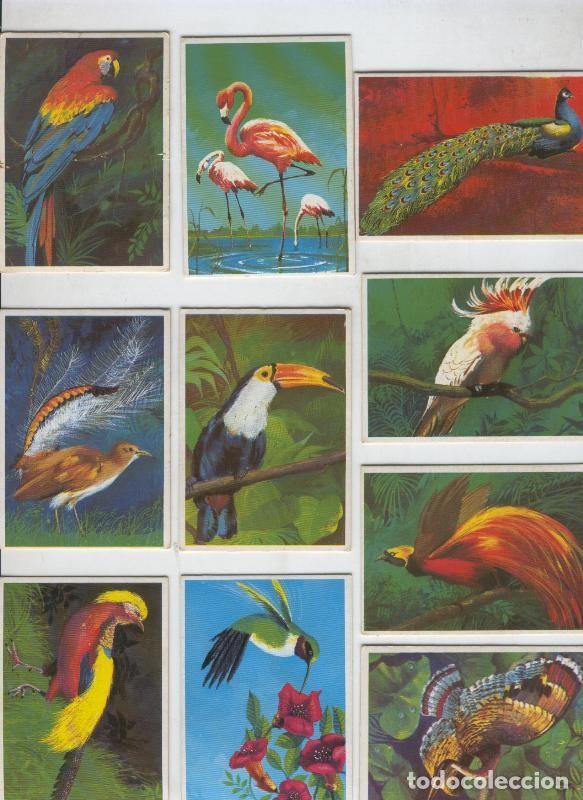 Collezionismo sportivo: Cromos Dunkin: Las Aves, serie de 12 cromos - Varios