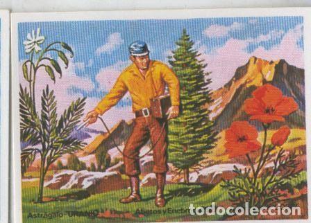 Collezionismo sportivo: Cromos: Sabias que....? numero 11 - Varios