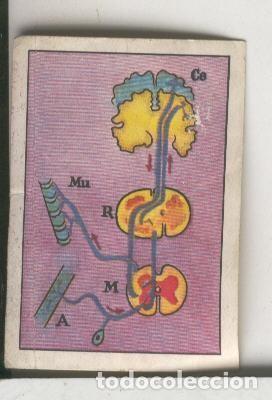 Colecionismo desportivo: Cromos: Las Maravillas del Universo volumen III serie 54 numero 5 B - Varios