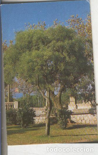 Colecionismo desportivo: Cromos: Arbres de Barcelona numero 27.A: Mimosa de tot temps - Varios