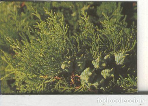 Colecionismo desportivo: Cromos: Arbres de Barcelona numero 08.B: Tuia: branques i fruit - Varios