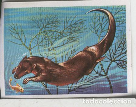 Sammelleidenschaft Sport: Cromos: El Mas y el Menos numero 056: Un animal de tiempos remotos - Varios