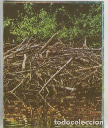 Collezionismo sportivo: Cromos: La Naturaleza y sus maravillas numero 244 - Varios