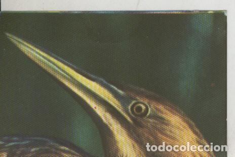Collectionnisme sportif: Cromos: La Naturaleza y sus maravillas numero 234 - Varios