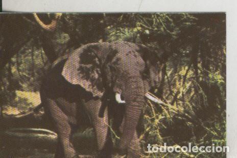 Collectionnisme sportif: Cromos: La Naturaleza y sus maravillas numero 180 - Varios