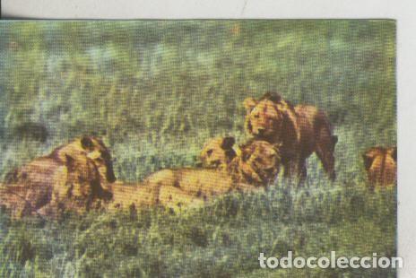 Collezionismo sportivo: Cromos: La Naturaleza y sus maravillas numero 136 - Varios