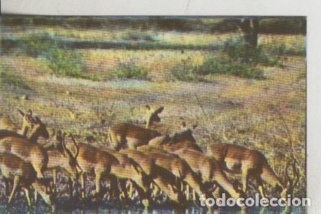 Sports collectibles: Cromos: La Naturaleza y sus maravillas numero 139 - Varios