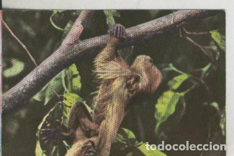 Collectionnisme sportif: Cromos: La Naturaleza y sus maravillas numero 066 - Varios
