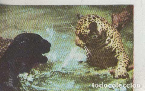 Sammelleidenschaft Sport: Cromos: La Naturaleza y sus maravillas numero 016 - Varios