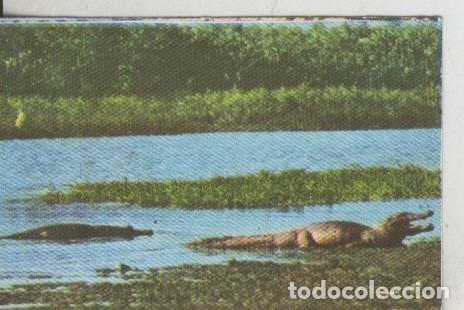 Sports collectibles: Cromos: La Naturaleza y sus maravillas numero 023 - Varios