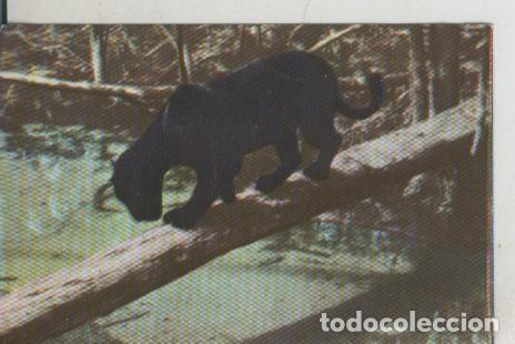 Collezionismo sportivo: Cromos: La Naturaleza y sus maravillas numero 024 - Varios