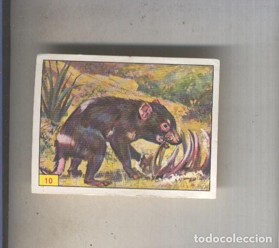Coleccionismo deportivo: Cromo Mamiferos de Panini numero 010 - Varios