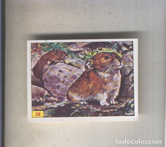 Coleccionismo deportivo: Cromo Mamiferos de Panini numero 028 - Varios