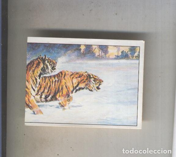 Coleccionismo deportivo: Cromo Mamiferos de Panini numero 136 - Varios