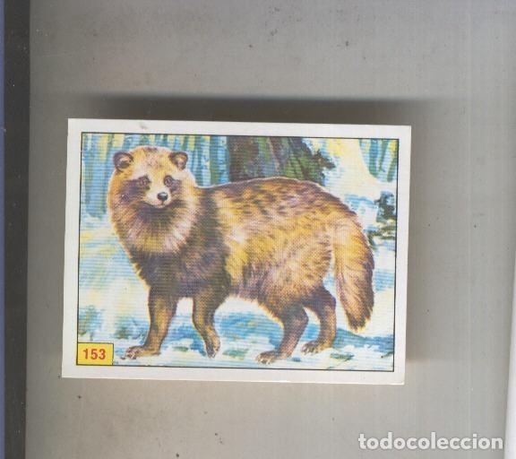 Colecionismo desportivo: Cromo Mamiferos de Panini numero 153 - Varios