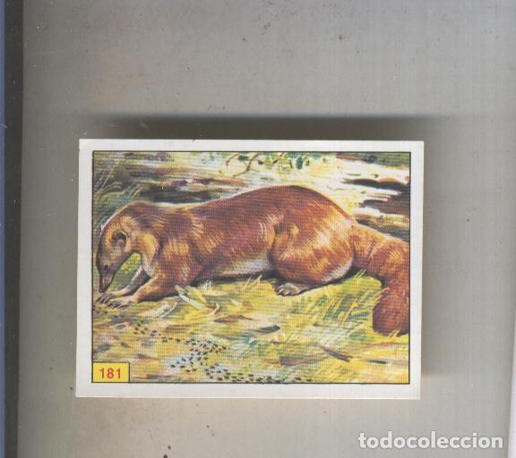 Collectionnisme sportif: Cromo Mamiferos de Panini numero 181 - Varios