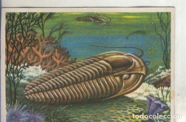 Coleccionismo deportivo: Cromos: Historia Natural numero 031 - Varios